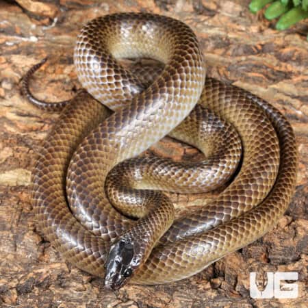 Batjan Frog-Eating Snakes (Stegonotus batjanensis) for sale For Sale - Underground Reptiles