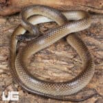 Batjan Frog-Eating Snakes (Stegonotus batjanensis) for sale For Sale - Underground Reptiles