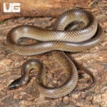 Batjan Frog-Eating Snakes (Stegonotus batjanensis) for sale For Sale - Underground Reptiles