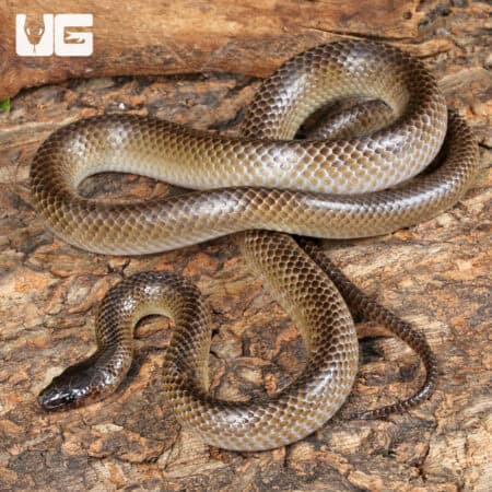 Batjan Frog-Eating Snakes (Stegonotus batjanensis) for sale For Sale - Underground Reptiles