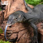 Baby Bintang Water Monitors For Sale