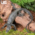 Baby Bintang Water Monitors For Sale