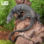 Baby Bintang Water Monitors For Sale