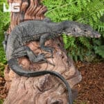 Baby Bintang Water Monitors For Sale