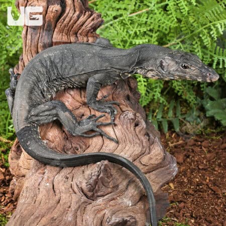 Baby Bintang Water Monitors For Sale