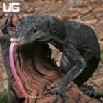 Black Tree Monitors For Sale - Underground Reptiles