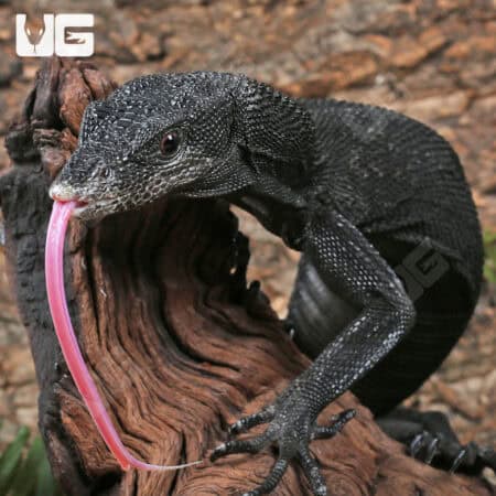 Black Tree Monitors For Sale - Underground Reptiles