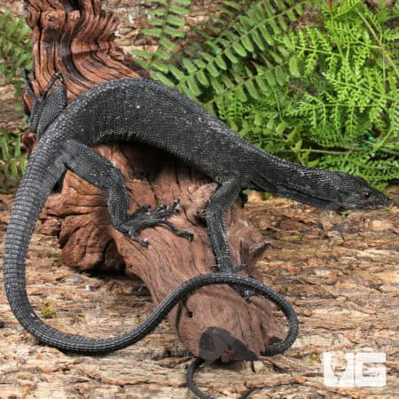 Black Tree Monitors For Sale - Underground Reptiles