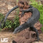 Black Tree Monitors For Sale - Underground Reptiles