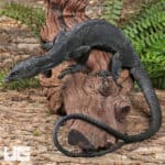 Black Tree Monitors For Sale - Underground Reptiles