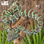Broad-Banded Temple Pit Viper (Tropidolaemus lanticintus) For Sale - Underground Reptiles