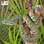 Broad-Banded Temple Pit Viper (Tropidolaemus lanticintus) For Sale - Underground Reptiles