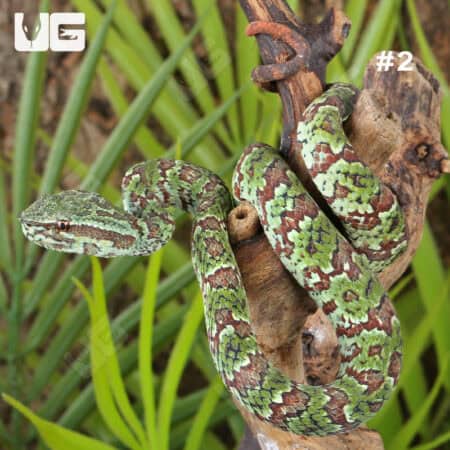 Broad-Banded Temple Pit Viper (Tropidolaemus lanticintus) For Sale - Underground Reptiles