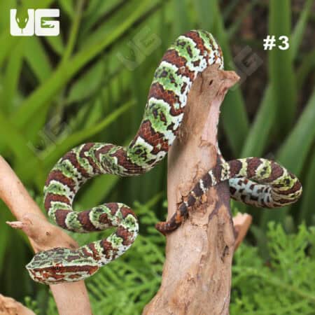 Broad-Banded Temple Pit Viper (Tropidolaemus lanticintus) For Sale - Underground Reptiles