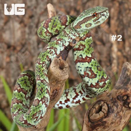 Broad-Banded Temple Pit Viper (Tropidolaemus lanticintus) For Sale - Underground Reptiles