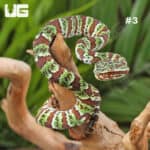 Broad-Banded Temple Pit Viper (Tropidolaemus lanticintus) For Sale - Underground Reptiles
