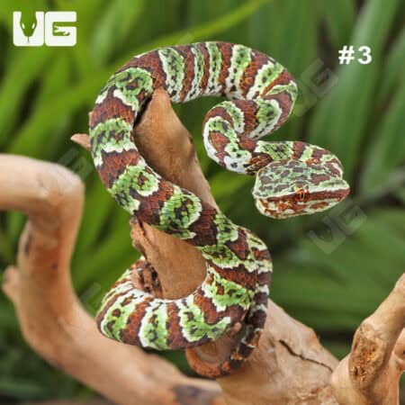 Broad-Banded Temple Pit Viper (Tropidolaemus lanticintus) For Sale - Underground Reptiles