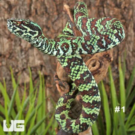 Close-up of a Broad-Banded Temple Pit Viper on a tree branch.