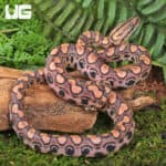 Baby Brazilian Rainbow Boas For Sale - Underground Reptiles