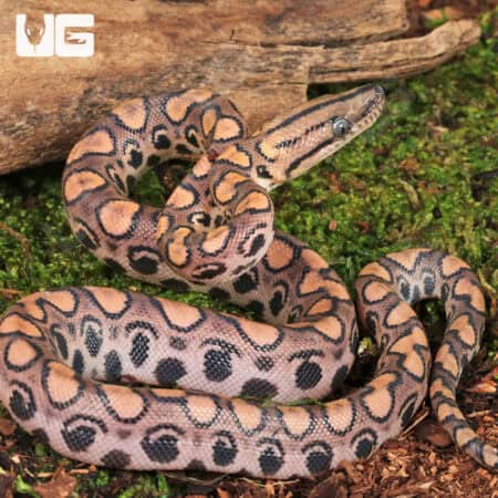 Baby Brazilian Rainbow Boas For Sale - Underground Reptiles