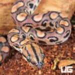 Baby Brazilian Rainbow Boas For Sale - Underground Reptiles