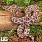 Baby Brazilian Rainbow Boas For Sale - Underground Reptiles
