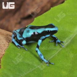 Turquoise & Black Dart Frogs For Sale - Underground Reptiles