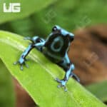 Turquoise & Black Dart Frogs For Sale - Underground Reptiles