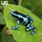 Turquoise & Black Dart Frogs For Sale - Underground Reptiles