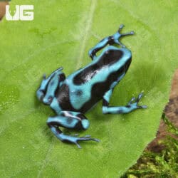 Turquoise & Black Dart Frogs For Sale - Underground Reptiles