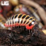 Rainbow Candy Pill Millipede (Rhopalomeris Carnifex) For Sale - Underground Reptiles
