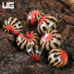 Rainbow Candy Pill Millipede (Rhopalomeris Carnifex) For Sale - Underground Reptiles