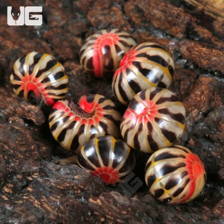 Rainbow Candy Pill Millipede (Rhopalomeris Carnifex) For Sale - Underground Reptiles
