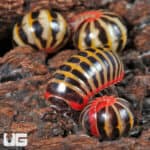 Rainbow Candy Pill Millipede (Rhopalomeris Carnifex) For Sale - Underground Reptiles