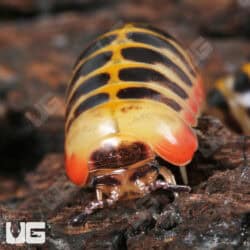 Rainbow Candy Pill Millipede (Rhopalomeris Carnifex) For Sale - Underground Reptiles