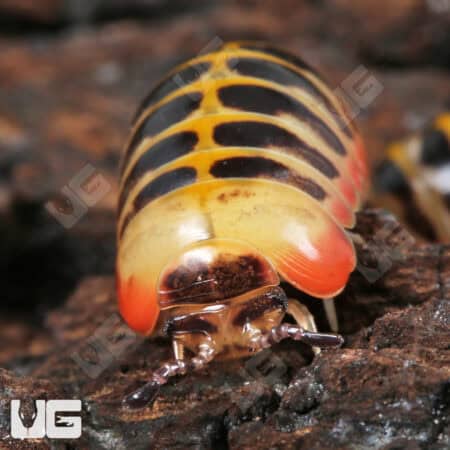 Rainbow Candy Pill Millipede (Rhopalomeris Carnifex) For Sale - Underground Reptiles