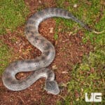 Papuan Death Adder Trio (Acanthophis laevis) For Sale - Underground Reptiles