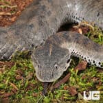 Papuan Death Adder Trio (Acanthophis laevis) For Sale - Underground Reptiles