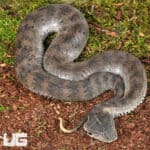 Papuan Death Adder Trio (Acanthophis laevis) For Sale - Underground Reptiles