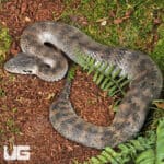 Papuan Death Adder Trio (Acanthophis laevis) For Sale - Underground Reptiles