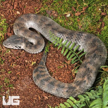 Papuan Death Adder Trio (Acanthophis laevis) For Sale - Underground Reptiles