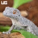 Eastern Spiny Tail Geckos for sale