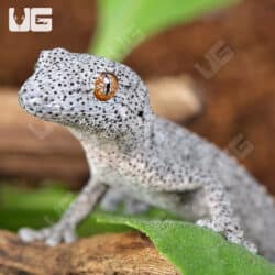 Eastern Spiny Tail Geckos for sale