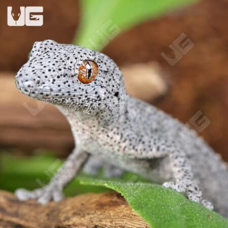 Eastern Spiny Tail Geckos for sale