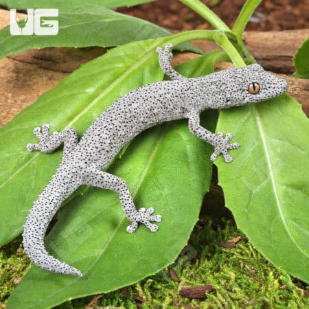 Eastern Spiny Tail Geckos for sale