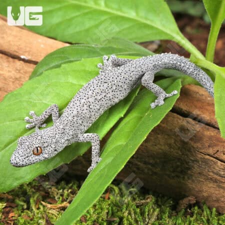 Eastern Spiny Tail Geckos for sale