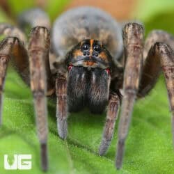 Giant Wetland Wolf Spider (Tigrosa helluo) for sale - Underground Reptiles