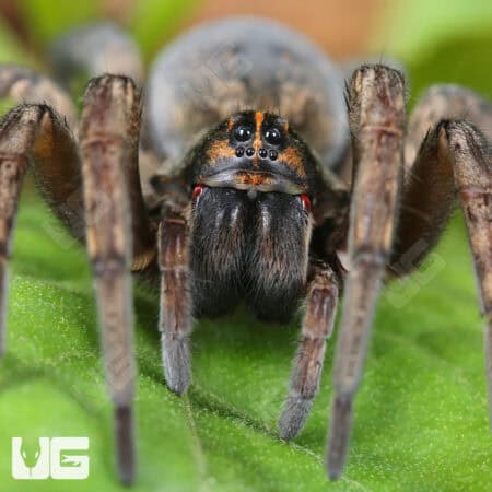 Giant Wetland Wolf Spider (Tigrosa helluo) for sale - Underground Reptiles