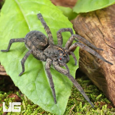 Giant Wetland Wolf Spider (Tigrosa helluo) for sale - Underground Reptiles
