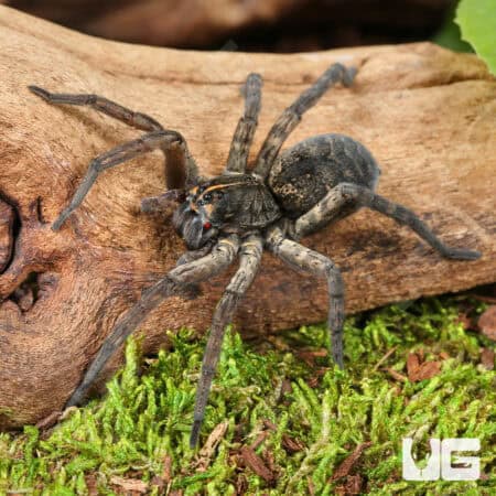 Giant Wetland Wolf Spider (Tigrosa helluo) for sale - Underground Reptiles